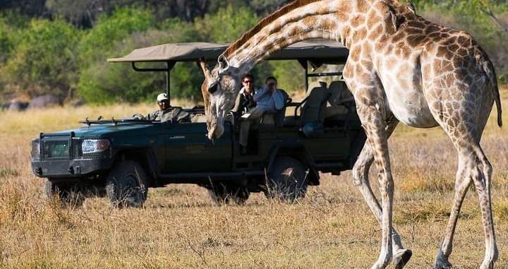 Safari Game Drive