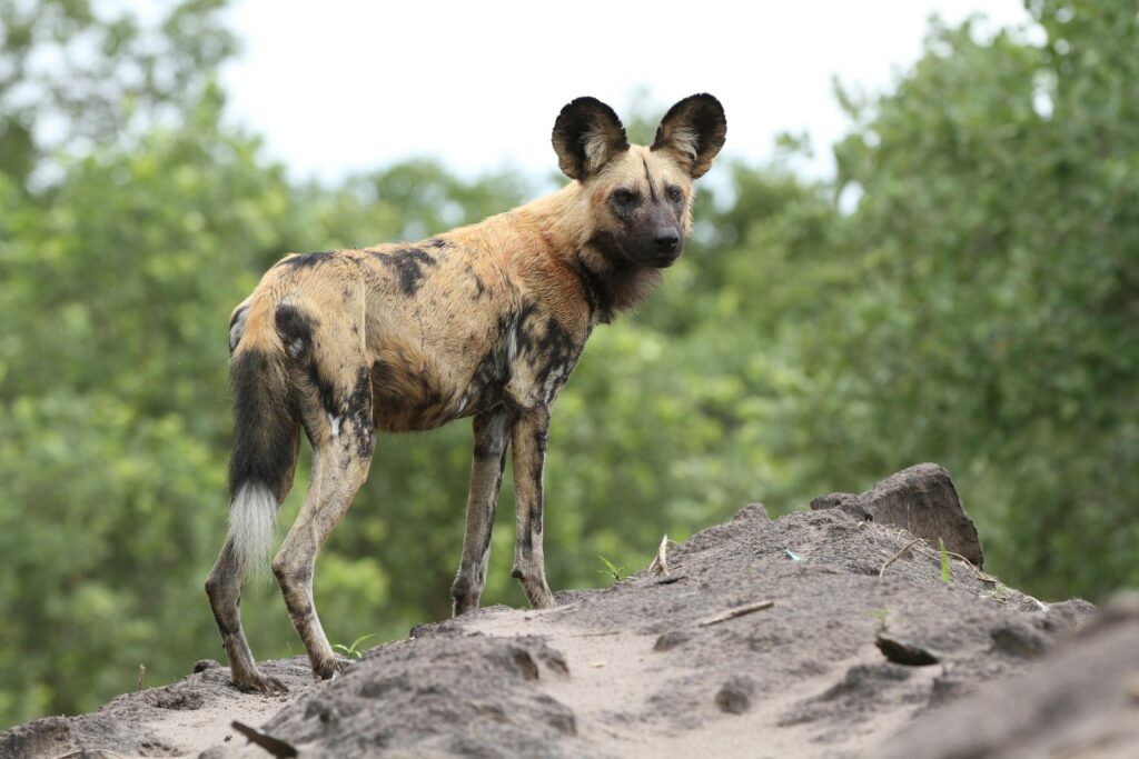 6 Days Victoria Falls, Hwange, Chobe Trip