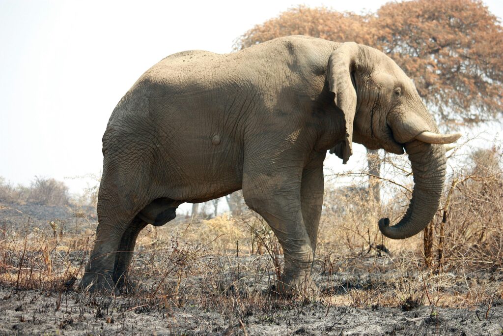 Botswana