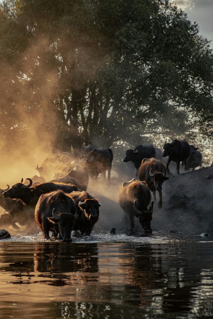 Chobe National Park