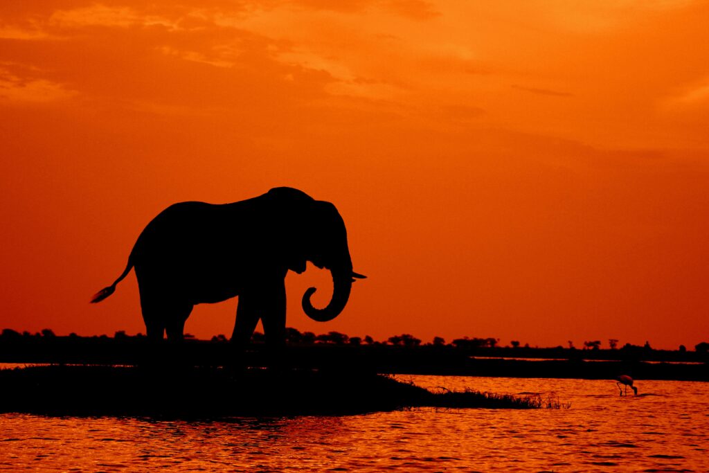 Chobe Day Trip