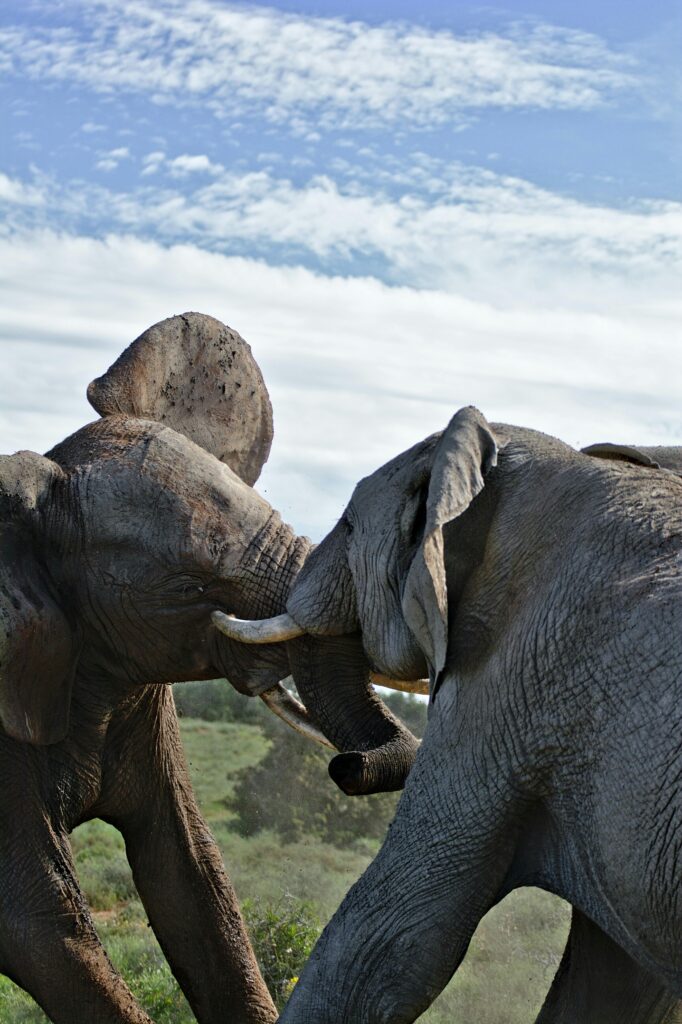 Zambezi National Park Game Drive